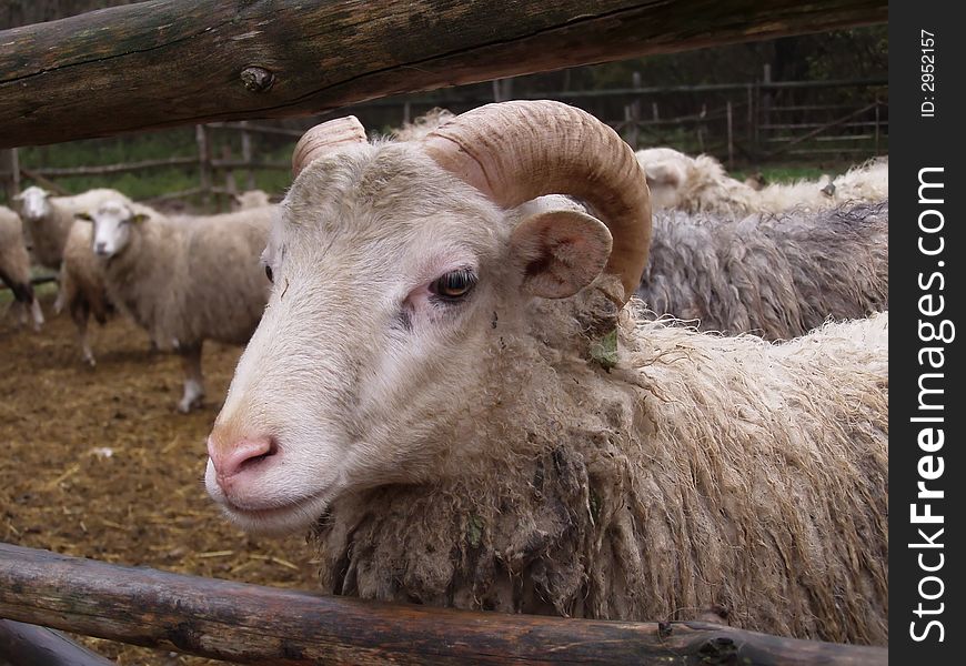 Portrait of the sheep in the barrier
