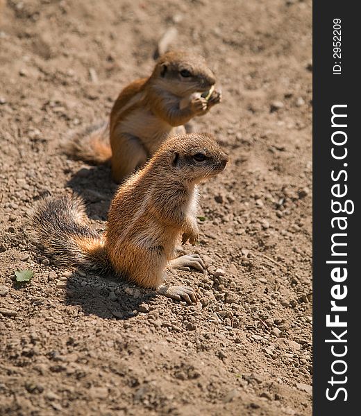 Two standing feeding squirrels on the sand