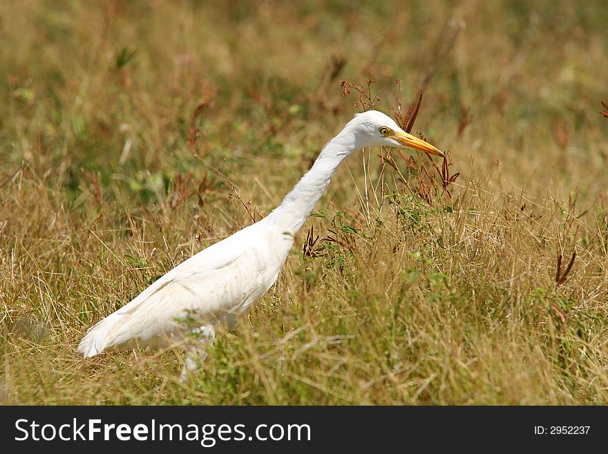 White Egret walking through grass.