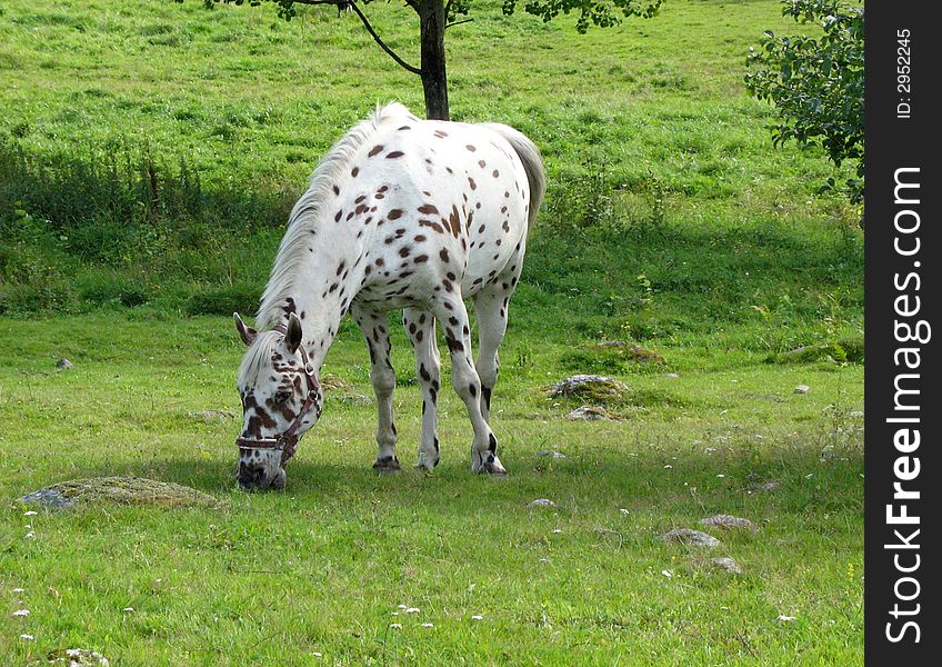 Tigered horse eating some grass in the pasture