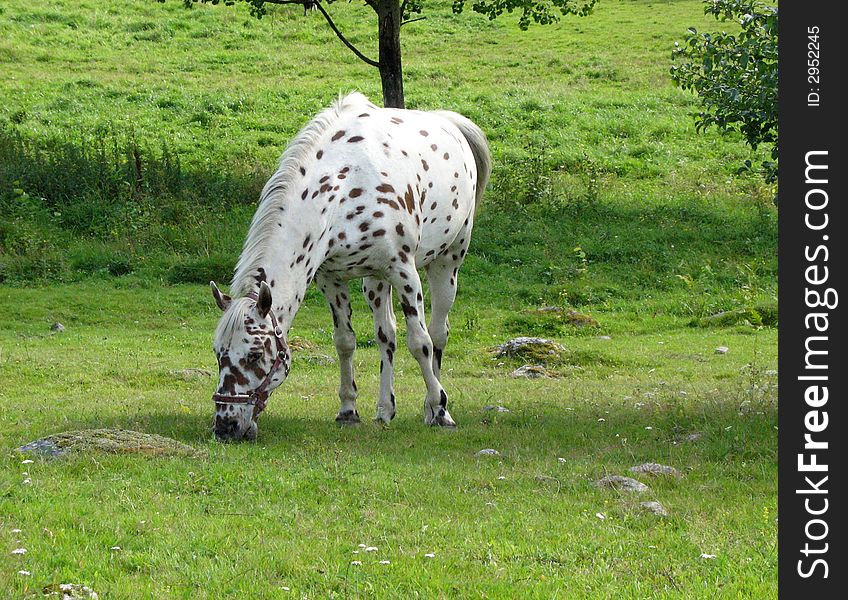 Tigered Horse