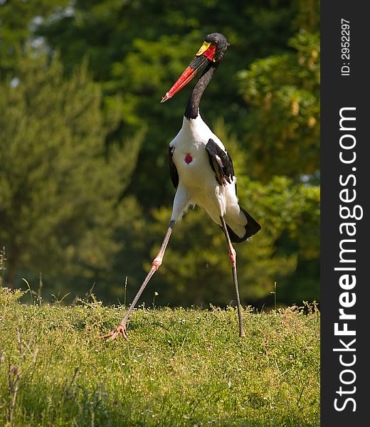 Saddlebilled Stork walking on the meadow