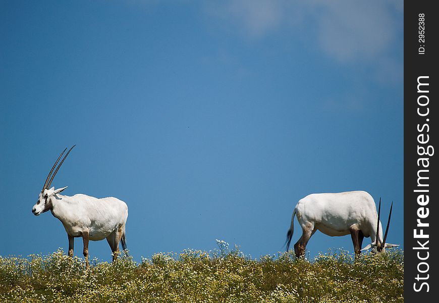 Two elands feeding on the meadow