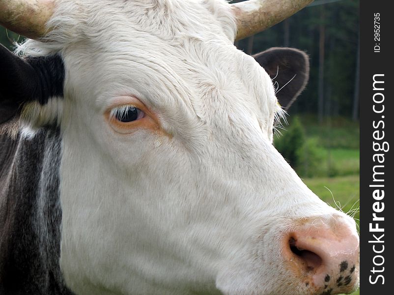 Close up of bull who look a bit bored