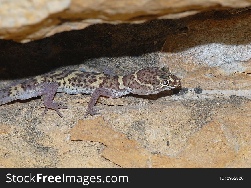 A Texas banded gecko photographed in southern New Mexico. A Texas banded gecko photographed in southern New Mexico.