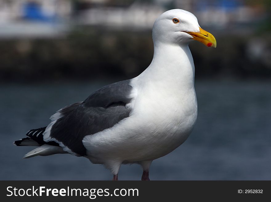 Oregon Seagull keeping a watchfull eye on my lunch