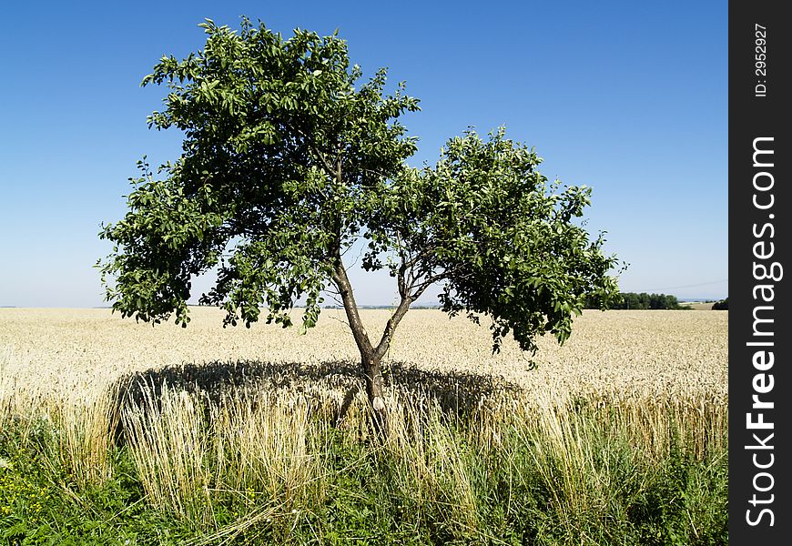 Two Trees And Field