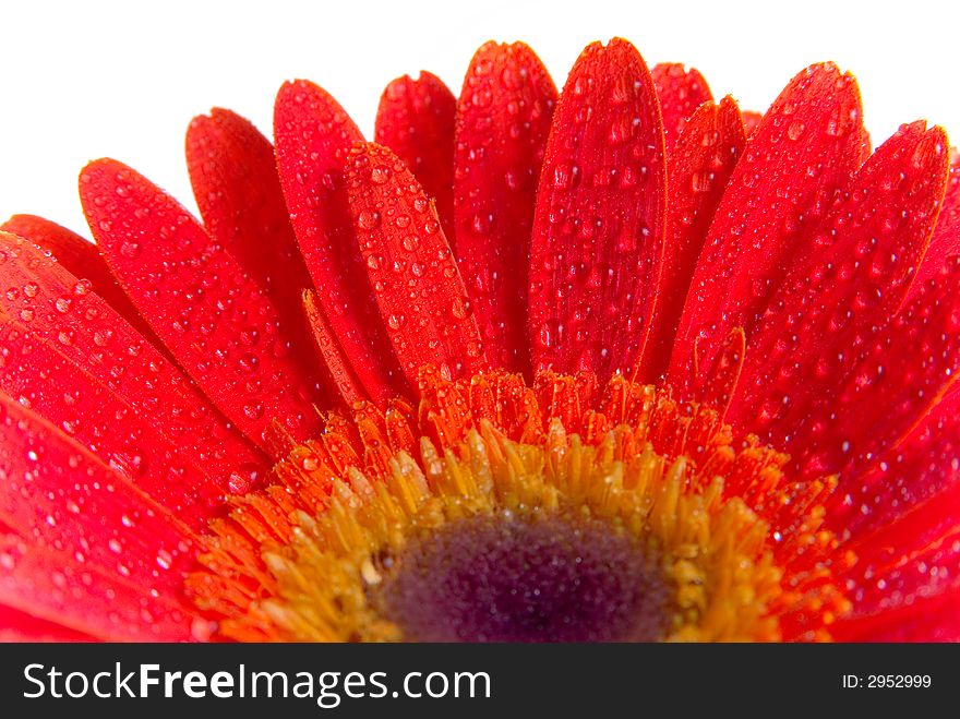 Wet red flower background texture