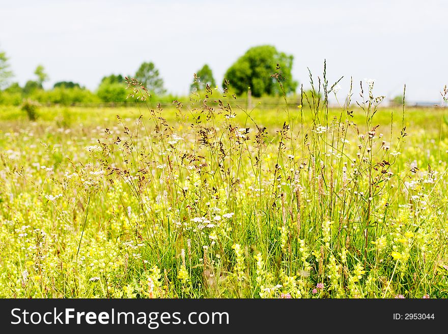 Motley grass field