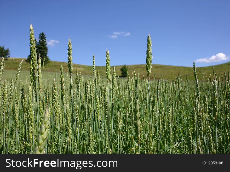 Field of wheat on a background of the sky