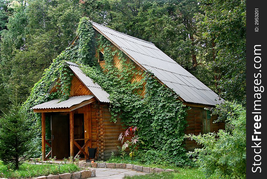 The wooden house covered by an ivy on a background of a wood. The wooden house covered by an ivy on a background of a wood.