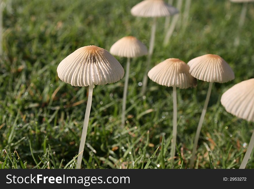 Six mushrooms growing in grass