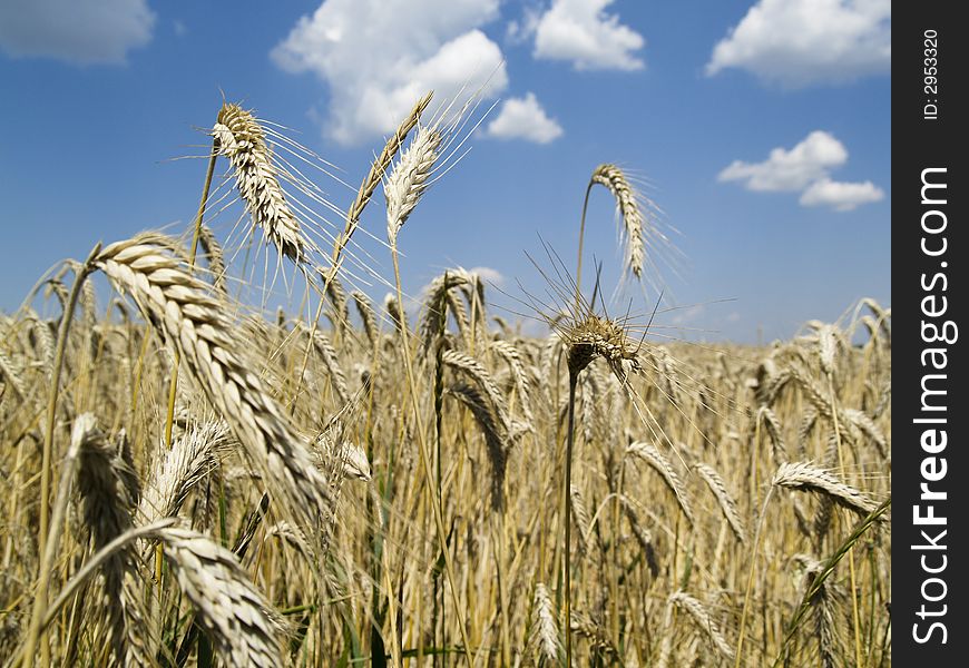 Corn field with ears and the field on the background