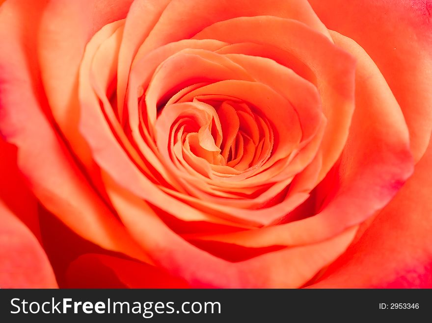 Rose Background Texture