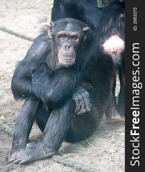 Chimpanzee 7