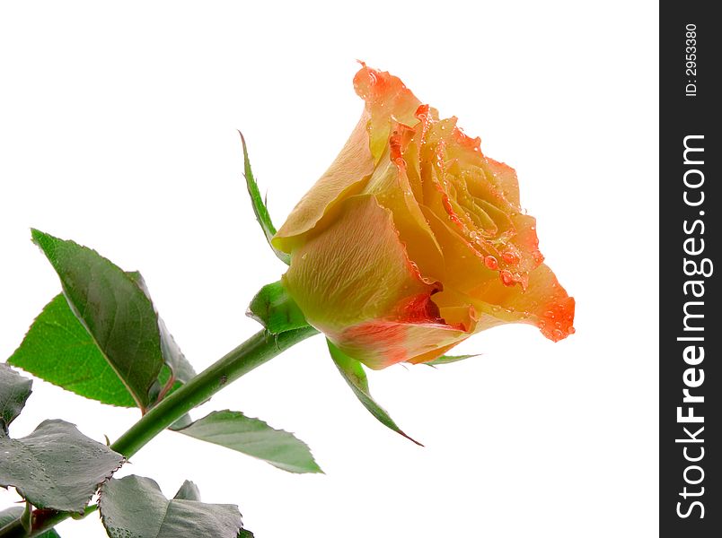 Beauty orange rose isolated on white background. Beauty orange rose isolated on white background