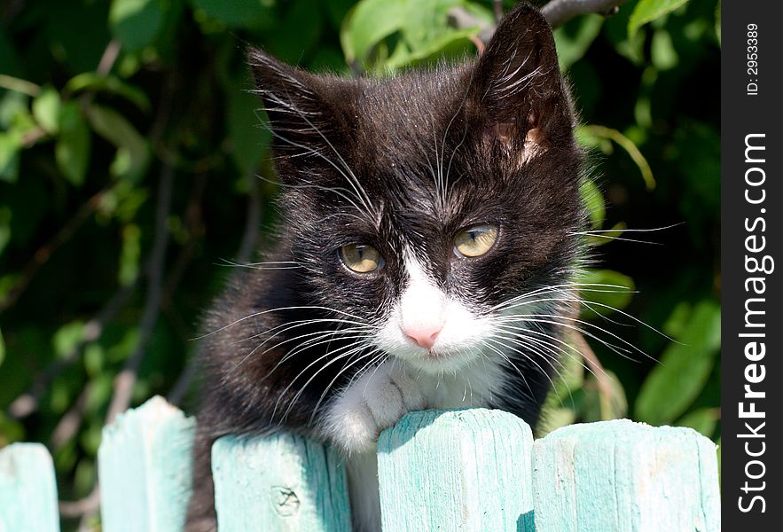 Black and white kitten look out from the fence. Black and white kitten look out from the fence