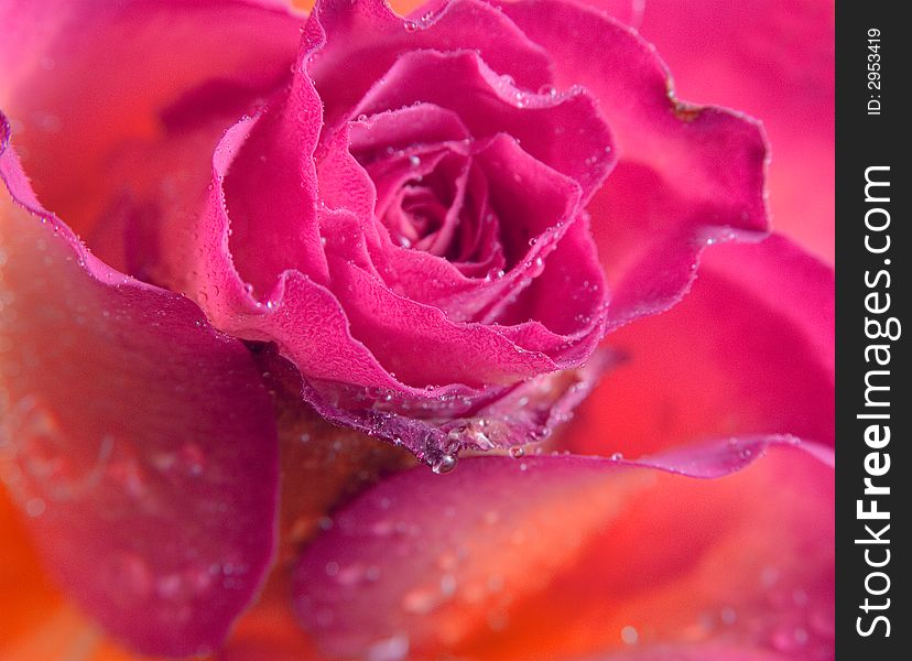 Wet rose background texture close up