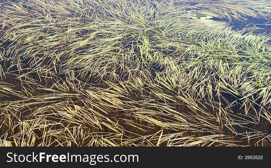 A background of bog surface