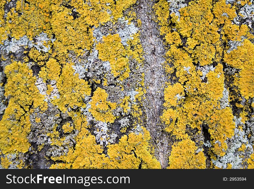 The pattern of yellow lichen on tree bark