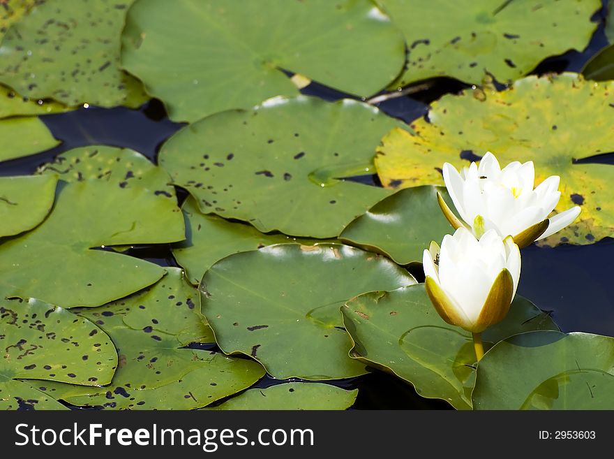 White Yellow waterlily Lotus