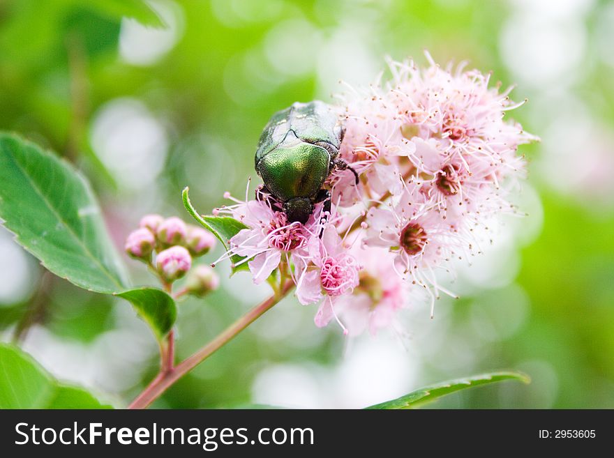 Green beetle eating nectar of pink flower