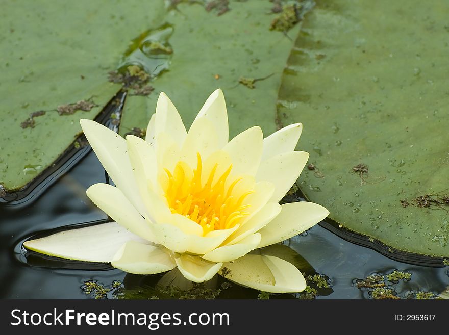 White yellow exotic waterlilies blooming in pond. White yellow exotic waterlilies blooming in pond