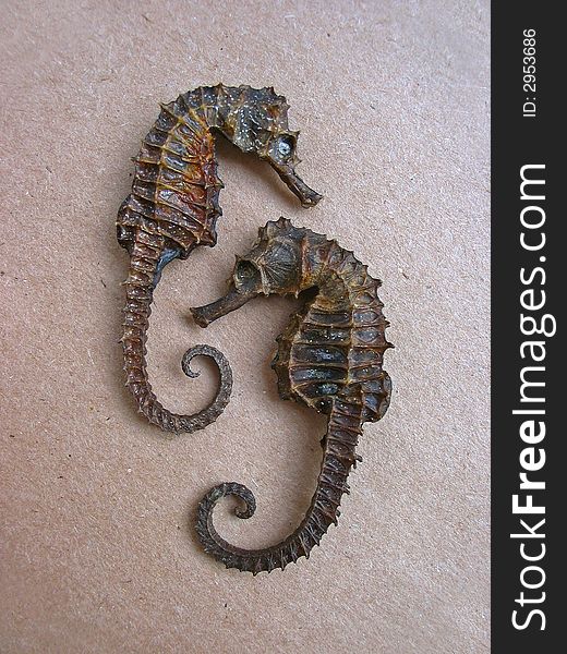 Hippocampus on brown paper background