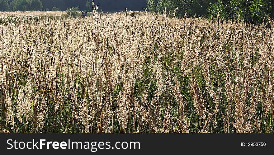 Russian beauty field with many grass