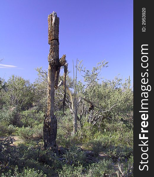 Dead saguaro cactus in the saguaro park near Tucson.