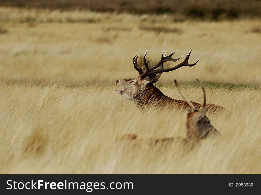 Two  fawn in morning sun