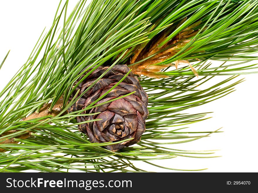 Siberian Cedar Branch And Cone