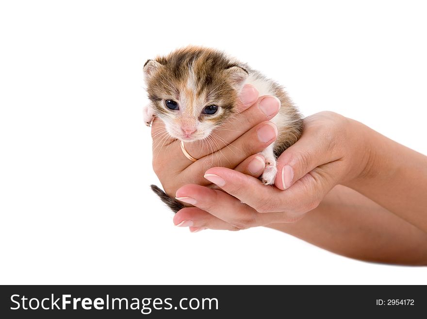 Hands holding a kitten