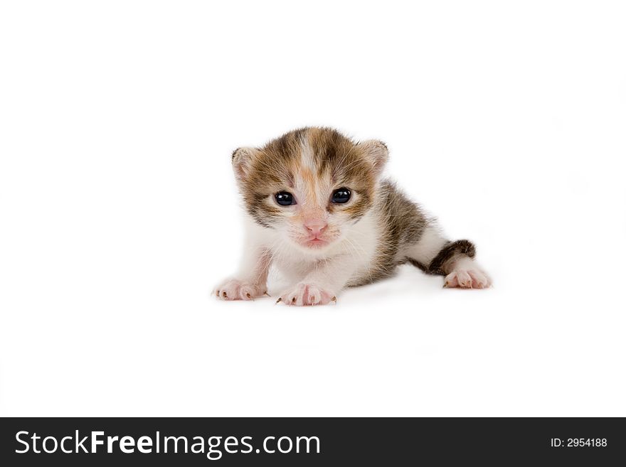 3 weeks striped kitten, isolated