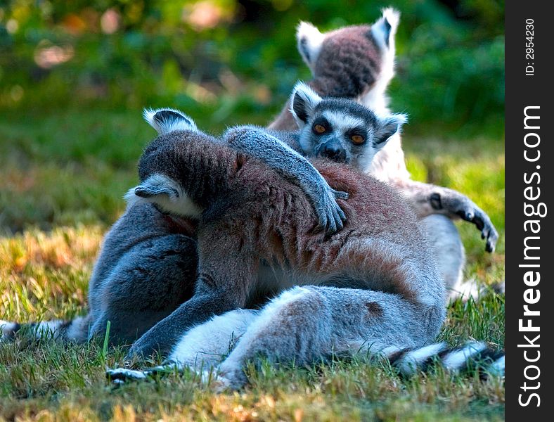 Ring-tailed lemurs playing and frolicing