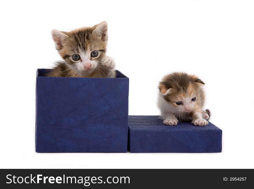 A bigger and a smaller kitten on a gift box. A bigger and a smaller kitten on a gift box