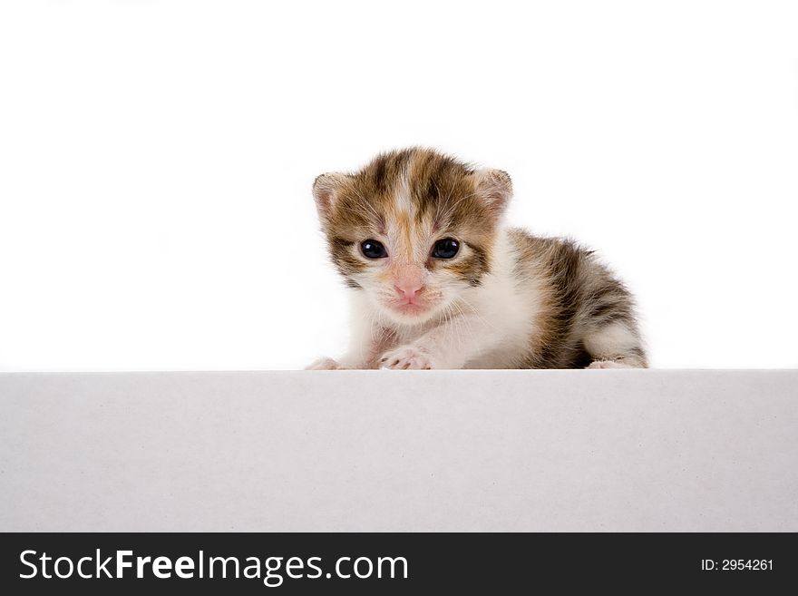 Striped kitten on a white box, isolated