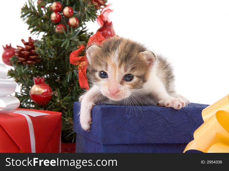 3 weeks striped kitten and a christmas tree and some gift box. 3 weeks striped kitten and a christmas tree and some gift box