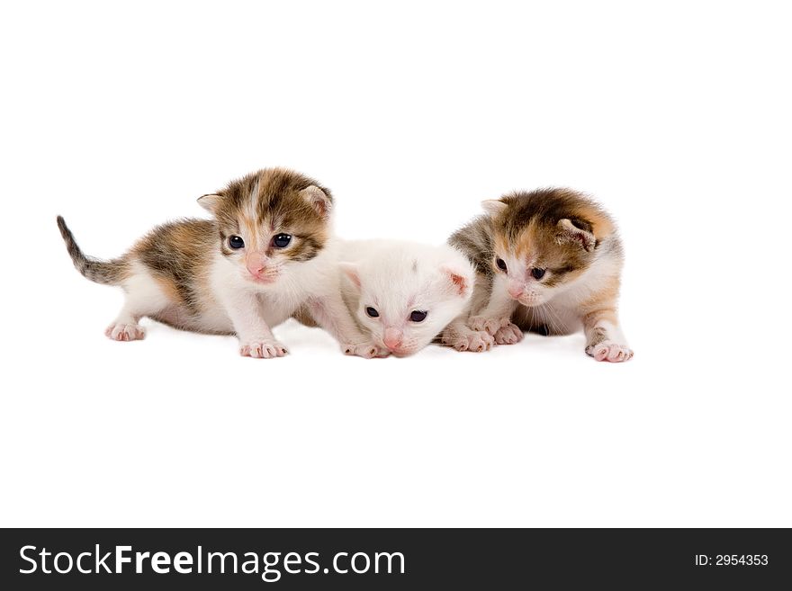 Three kittens (3 weeks), isolated