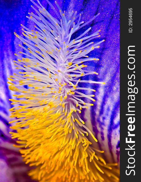 Extreme macro photography of iris. Extreme macro photography of iris
