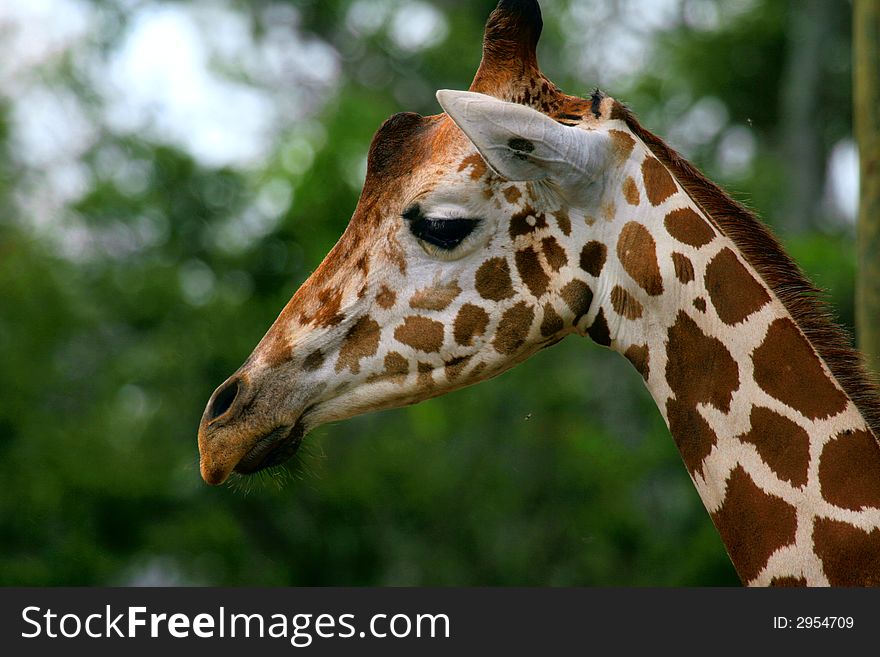 Portrait of the African giraffe