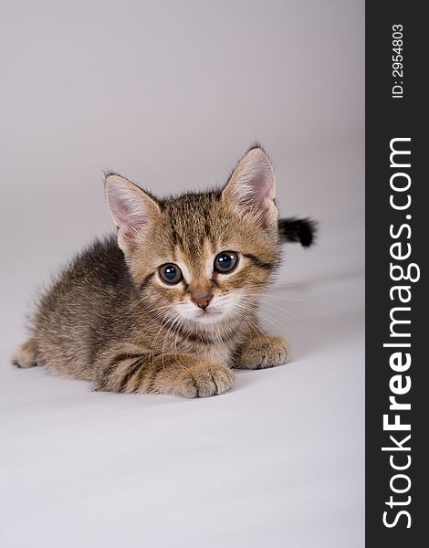 Striped kitten lying down, isolated on a grey background