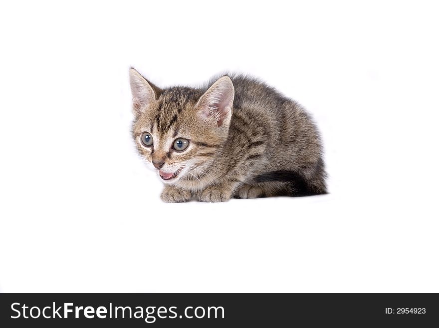 Striped kitten lying down, isolated