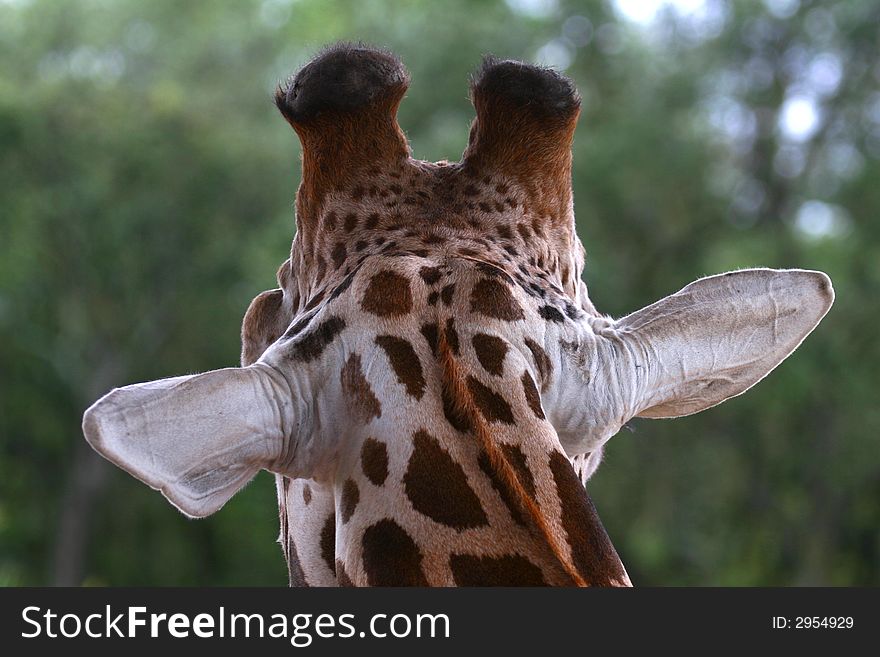 Portrait of the african giraffe's rear head. Portrait of the african giraffe's rear head