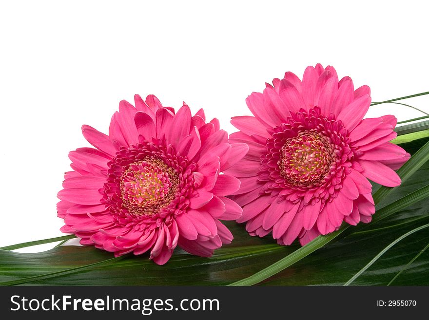 Two pink daisies laying on a dark green leaf over white. Two pink daisies laying on a dark green leaf over white