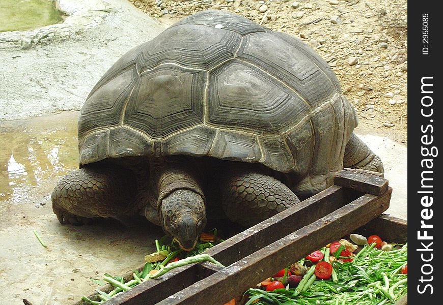 A giant turtle eating grass vegetable