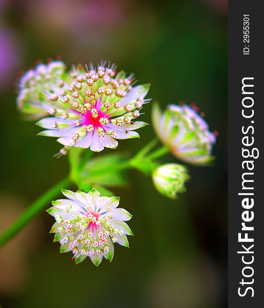 Flowers in bloom in spring time