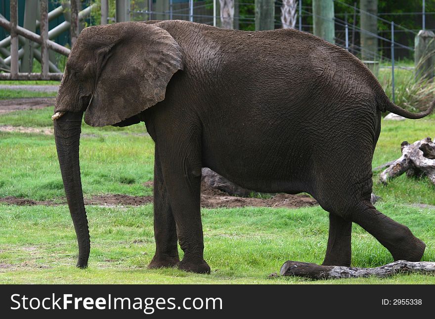 African elephant walking on the grass between woods