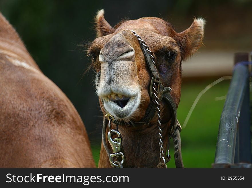 Camel facial expression