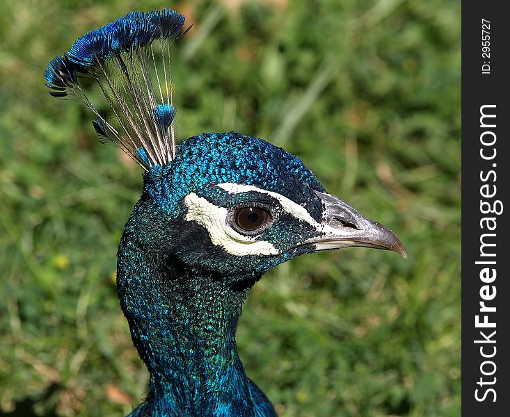 Male Peacock head showing feather detail